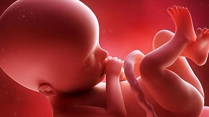 Fetus